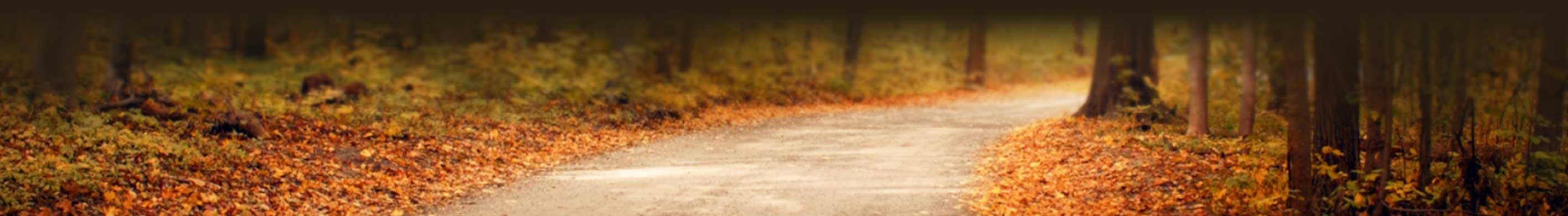 Winding path through a forest with autumn leaves